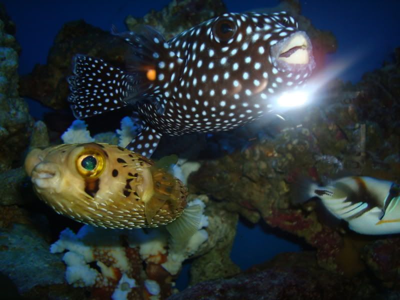 Guinea Fowel Puffer and Blue/Purple Hornet Zoos! | Michigan Reefers